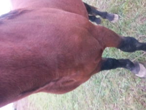 Cal de vânzare.. - imagine 4