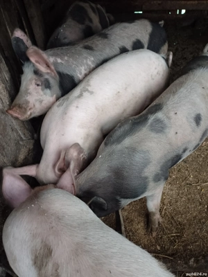 porci crescuti la curte 