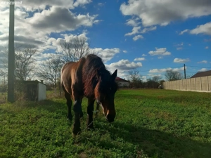 cal castrat de vanzare sau schimb  - imagine 2