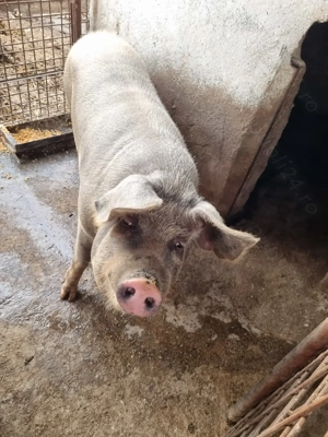 Porci pentru Crăciun  - imagine 4