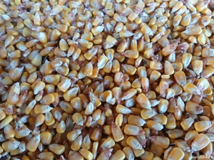 porumb boabe si stiulete 