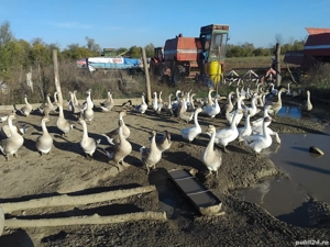 Gaste rate iepuri bibilici