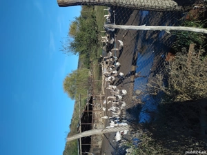 Gaste rate iepuri bibilici - imagine 2