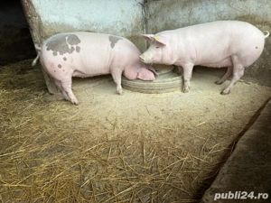 porci de vanzare