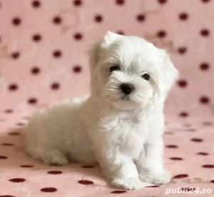Bichon Maltez Mini Toy. 