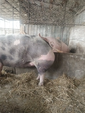 Vând porcii de carne - imagine 2