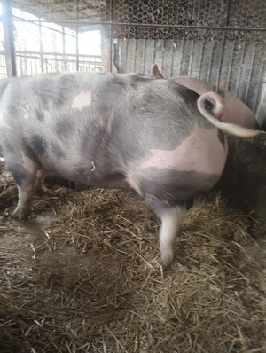 Vând porcii de carne - imagine 4