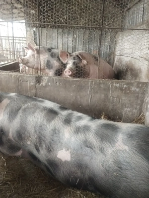 Vând porcii de carne - imagine 3