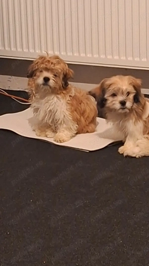 Shih-tzu căutăm familii iubitoare  - imagine 4