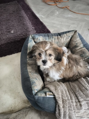 Shih-tzu căutăm familii iubitoare  - imagine 3