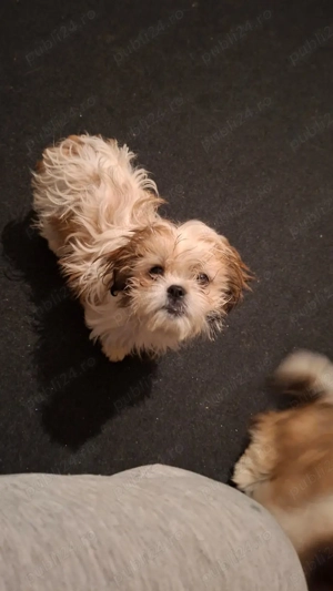 Shih-tzu căutăm familii iubitoare  - imagine 2