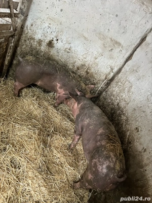 Purcei Pietrain 5 luni  - imagine 5