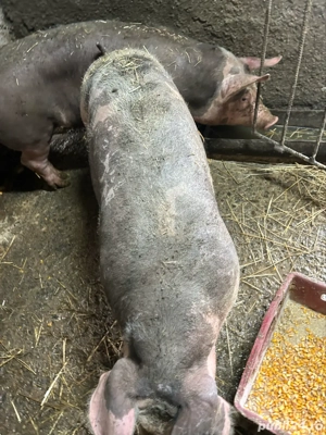 Purcei Pietrain 5 luni  - imagine 2