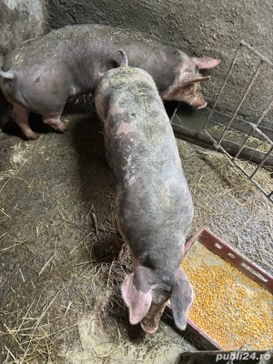 Purcei Pietrain 5 luni  - imagine 3