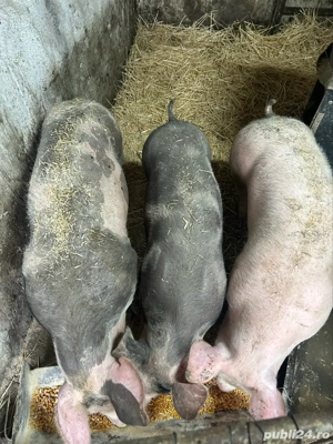 Purcei Pietrain 5 luni 