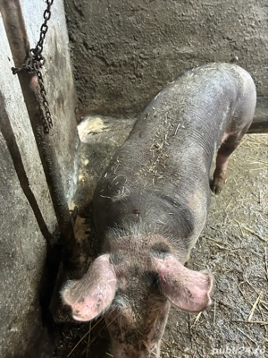 Purcei Pietrain 5 luni  - imagine 4