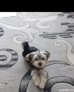 vând cățelușă vârsta 6 luni Yorkshire 