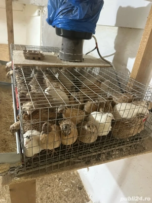 Prepelite outoare  - imagine 2