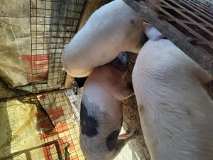 Porci de vânzare  - imagine 2