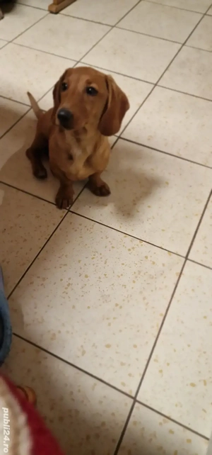 teckel (fetiță ) păr scurt talie mică 