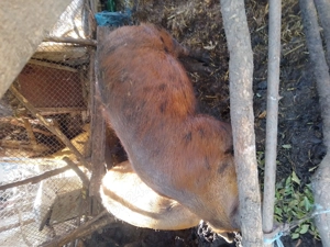 Vând doi porci tineri  greutate 130 kg