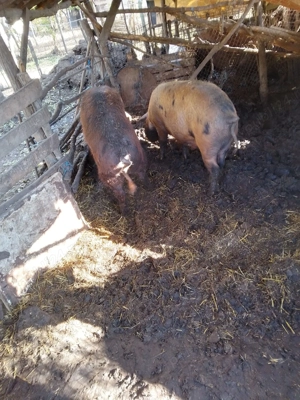 Vând doi porci tineri  greutate 130 kg - imagine 2