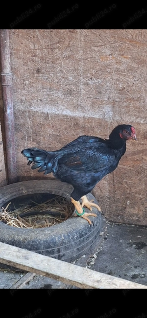 Vând găini din rasa combatant indian talie mare 