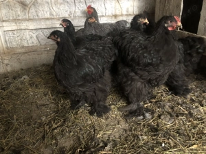 Vand tineret cochinchina urias - imagine 2