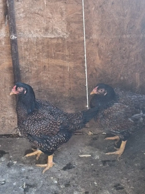 Vând găini din rasa combatant indian talie mare  - imagine 3