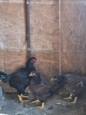 Vând găini din rasa combatant indian talie mare  - imagine 4