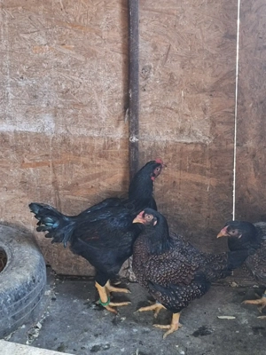 Vând găini din rasa combatant indian talie mare  - imagine 2