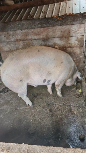 P o r c i    d e    v ân z a r e - imagine 2