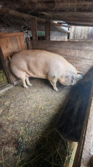 P o r c i    d e    v ân z a r e