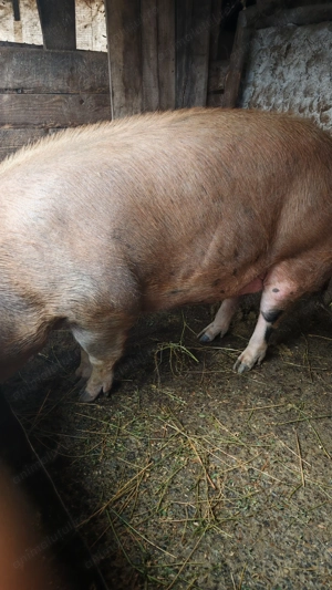 P o r c i    d e    v ân z a r e - imagine 3