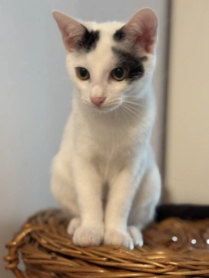 Donez pisoi sănătoși și complet vaccinați 