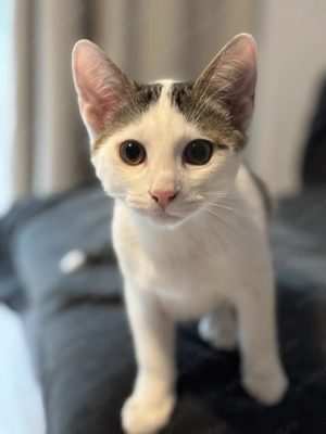 Donez pisoi sănătoși și complet vaccinați  - imagine 3