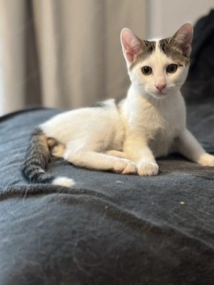 Donez pisoi sănătoși și complet vaccinați  - imagine 2