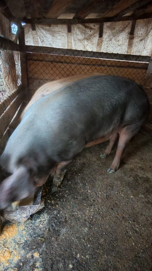 P o r c i    d e    v ân z a r e - imagine 5