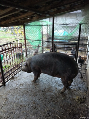 vând purcea pentru sacrificat 