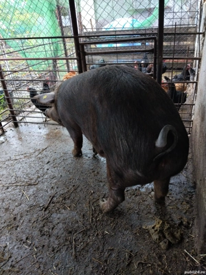 vand purcea pentru sacrificare 