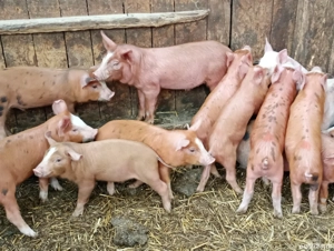 disponibili 13 murcei duroc cu petrean 