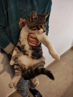 Donez pisicuta superbă - imagine 4