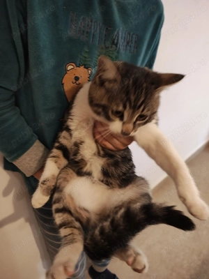 Donez pisicuta superbă - imagine 5