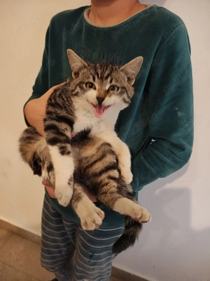 Donez pisicuta superbă - imagine 3