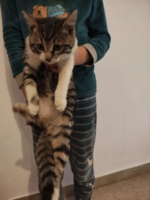 Donez pisicuta superbă - imagine 2