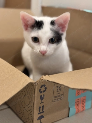 Donez pisoi sănătoși și complet vaccinați  - imagine 4