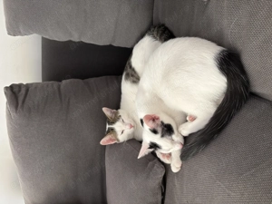 Donez pisoi sănătoși și complet vaccinați  - imagine 5