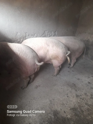 Vând porci grași  - imagine 2
