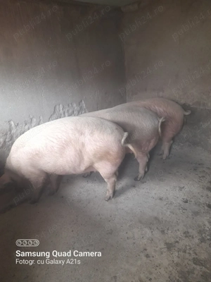 Vând porci grași 