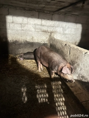vand porc Duroc - imagine 2